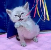 ラパーマ【埼玉県・男の子・2018年12月10日・シールリンクスポイント】の写真2「お髭がくるくる💕」