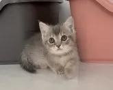 マンチカン(短足)【埼玉県・女の子・2023年9月7日・ブルートービー】の写真2