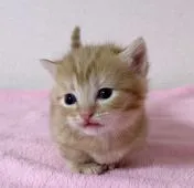 マンチカン(短足)【埼玉県・女の子・2020年1月3日・レッドマッカレルタビー】の写真3