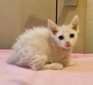 ラパーマ【埼玉県・男の子・2021年2月12日・クリームポイント&ホワイト】の写真3