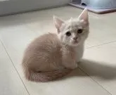 マンチカン(短足)【埼玉県・女の子・2023年8月10日・クリームタビーホワイト】の写真3