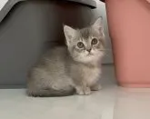 マンチカン(短足)【埼玉県・女の子・2023年9月7日・ブルートービー】の写真3