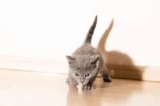 ラパーマ【埼玉県・男の子・2018年3月10日・ブルー】の写真4