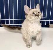 ラパーマ【埼玉県・女の子・2020年4月3日・シールタビーポイント】の写真4「くるっくるの巻き毛ちゃん❤」