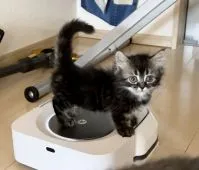 ミヌエット【埼玉県・男の子・2021年6月6日・ブラウンタビー】の写真4