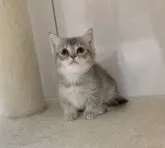 マンチカン(短足)【埼玉県・女の子・2023年9月7日・ブルートービー】の写真5