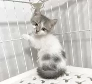 マンチカン(長足)【埼玉県・男の子・2025年7月15日・ブルータビーホワイト】の写真2