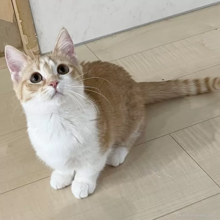 ID：2409-02510の子猫