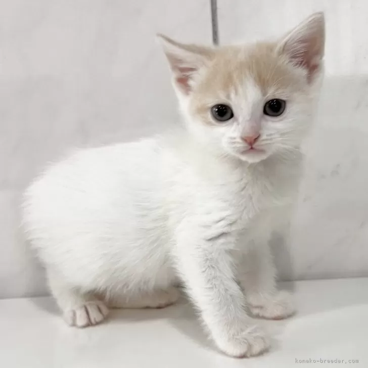 M.H 様のお迎えした子猫