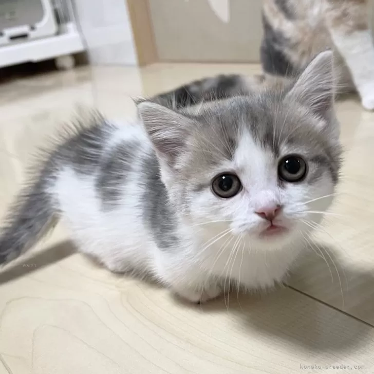 ID:2502-02316の子猫