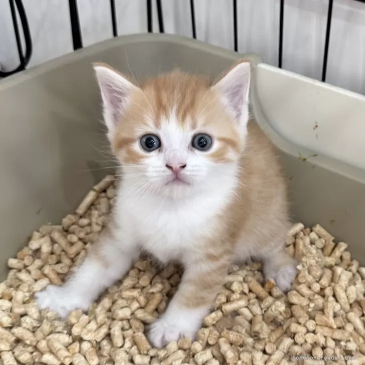 ID:2509-00401の子猫