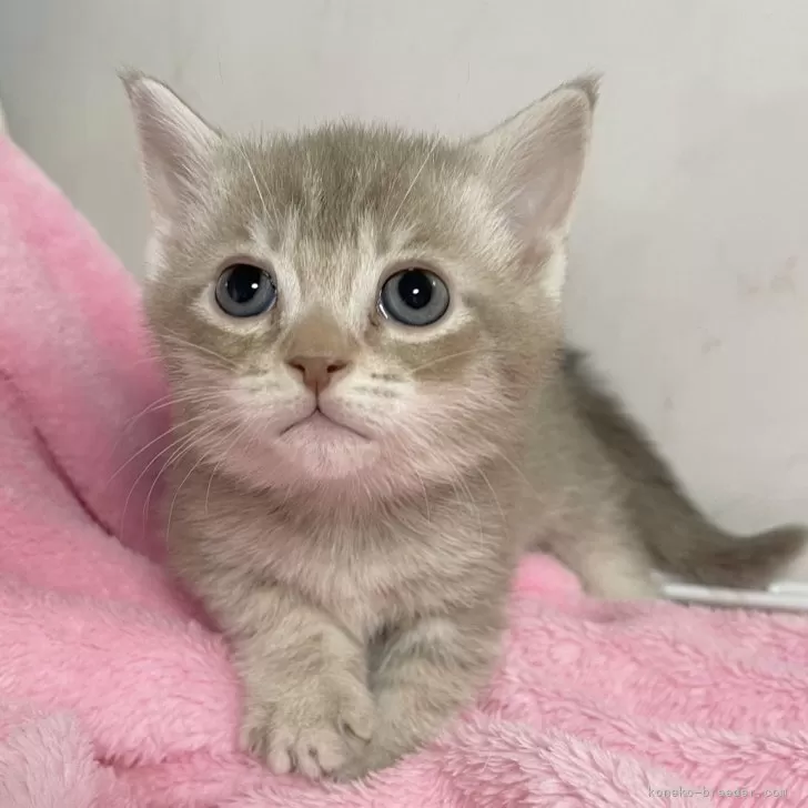 ID:2503-01122の子猫