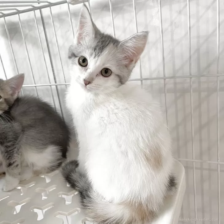 ID:2504-01252の子猫
