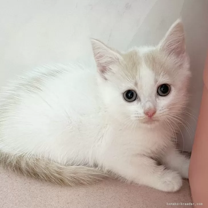 ID:2507-01316の子猫