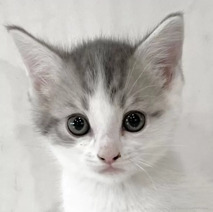 みつる0326 様のお迎えした子猫