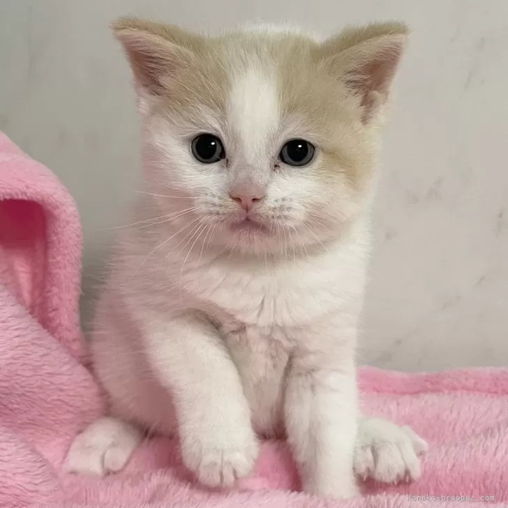 ぽみ 様のお迎えした子猫