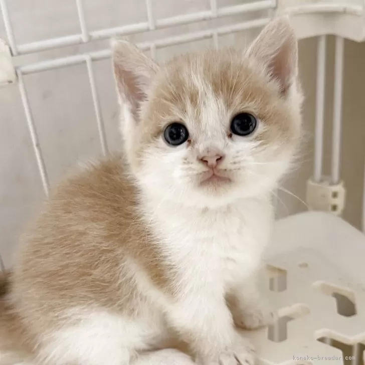 M.M 様のお迎えした子猫