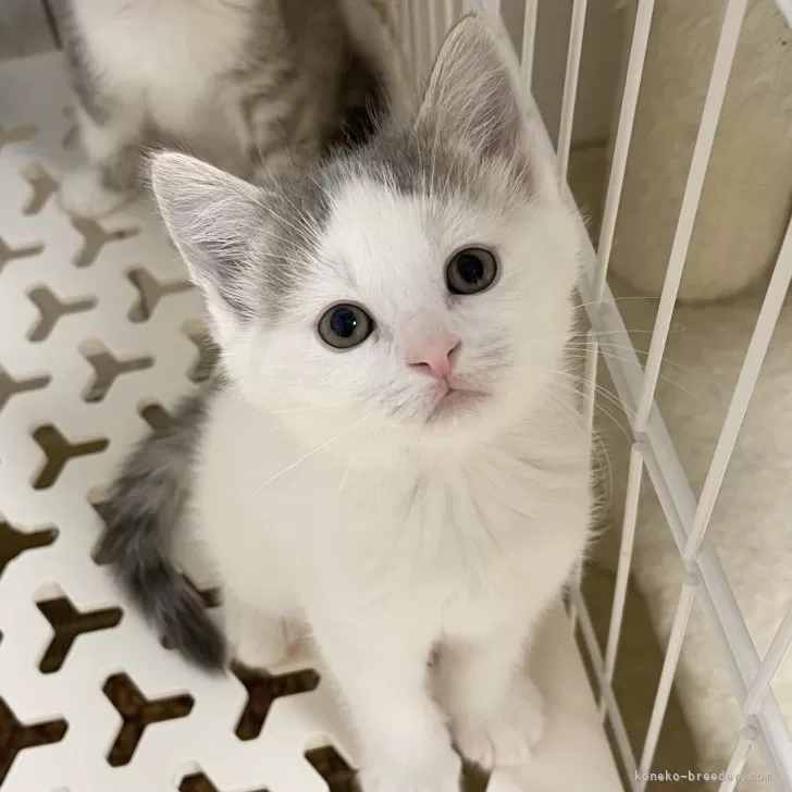 ID：2502-02314の子猫