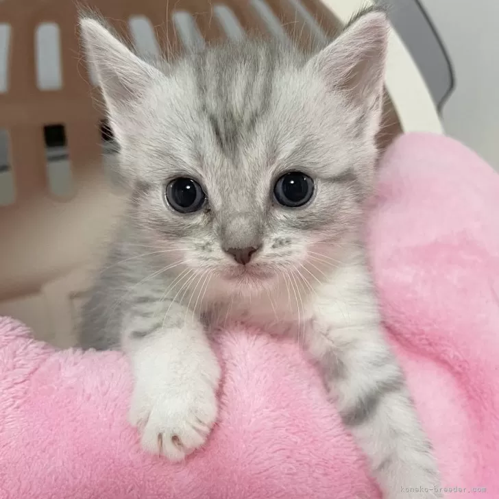 ID:2507-01318の子猫