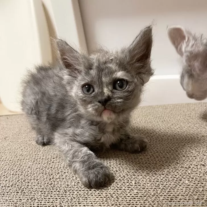 ID：2412-01177の子猫