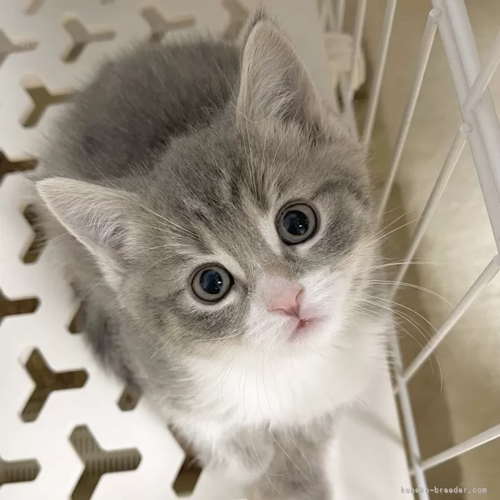 みっちー 様のお迎えした子猫