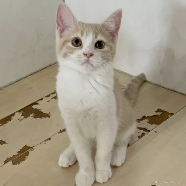 ID:2411-00872の子猫