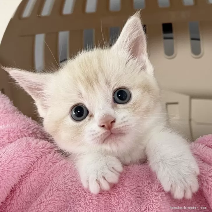 ID:2504-03660の子猫