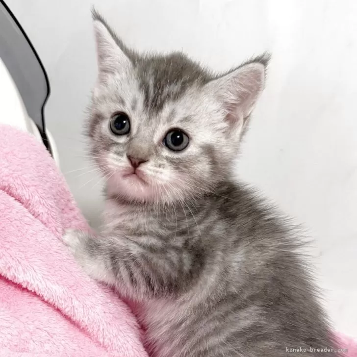 マンチカン(長足)【埼玉県・女の子・2025年9月15日・ブルートービー】の写真1