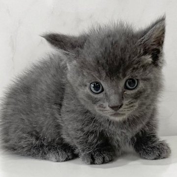 マンチカン(短足)【埼玉県・男の子・2025年5月6日・ブルー】の写真「カード決済OK❣️オンライン見学受付中❣️」