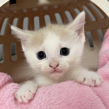 マンチカン(長足)【埼玉県・男の子・2025年3月26日・クリームタビーホワイト】の写真「カード決済OK❣️オンライン見学受付中❣️」