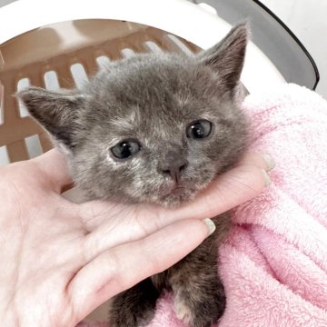 マンチカン(短足)【埼玉県・女の子・2025年11月14日・ブルートービー】の写真「最新動画お問合OK❣️オンライン見学受付中❣️」