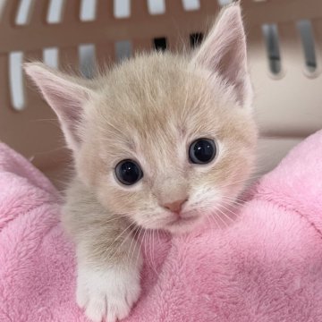 マンチカン(短足)【埼玉県・男の子・2025年6月15日・クリームタビーホワイト】の写真「カード決済OK❣️オンライン見学受付中❣️」