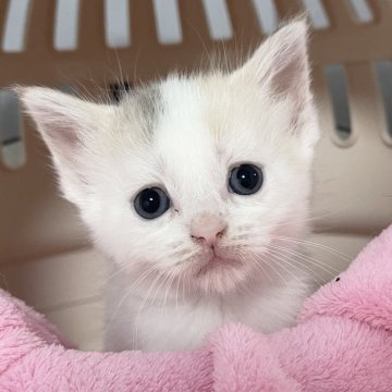 マンチカン(長足)【埼玉県・女の子・2025年6月15日・ブルートービーホワイト】の写真「カード決済OK❣️オンライン見学受付中❣️」