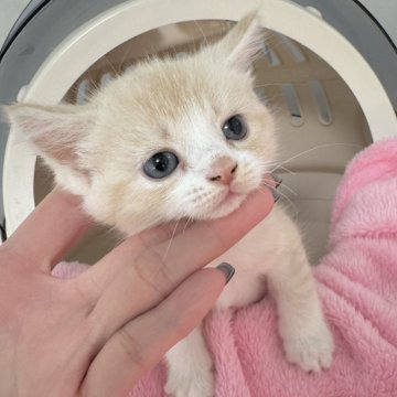 マンチカン(長足)【埼玉県・女の子・2025年11月1日・クリームタビーホワイト】の写真「最新動画お問合OK❣️オンライン見学受付中❣️」