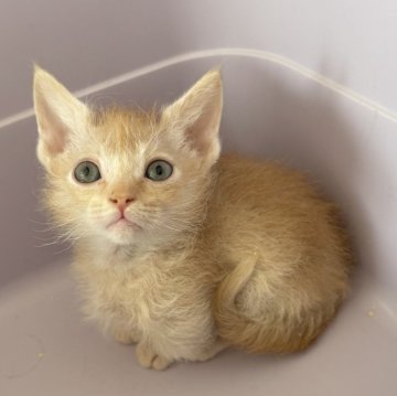 スクーカム【埼玉県・男の子・2025年9月10日・レッドタビー】の写真「期間限定記載❣️オンライン見学受付中❣️」