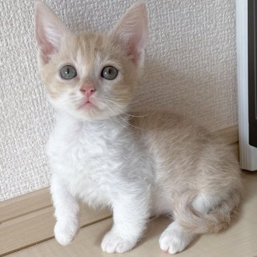 スクーカム【埼玉県・女の子・2025年4月27日・クリームタビーホワイト（巻き毛）】の写真「短足巻き毛の希少🐱❣️オンライン見学受付中❣️」