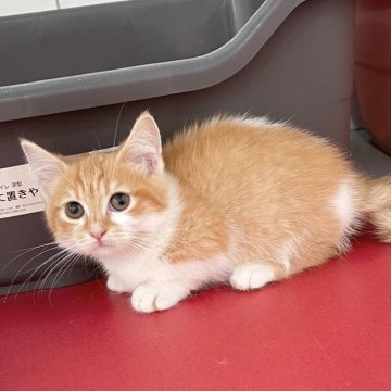 マンチカン(短足)【埼玉県・女の子・2025年3月26日・レッドタビーホワイト】の写真「極短足❣️カードOK❣️オンライン受付中❣️」
