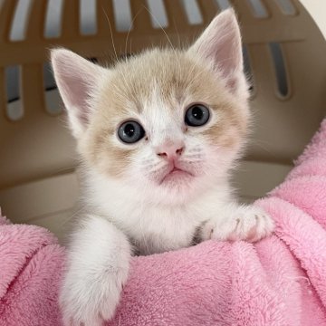 マンチカン(長足)【埼玉県・男の子・2025年3月28日・クリームタビーホワイト】の写真「カード決済OK❣️オンライン見学受付中❣️」