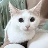 マンチカン(長足)