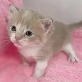 マンチカン(短足)