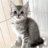 マンチカン(長足)