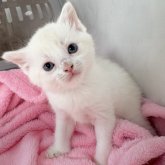 マンチカン(長足)