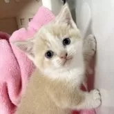 マンチカン(長足)