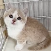 マンチカン(短足)