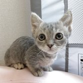 スクーカム