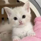 マンチカン(長足)