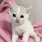 マンチカン(長足)