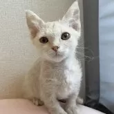 スクーカム