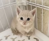 マンチカン(短足)【埼玉県・男の子・2025年9月8日・クリームタビー】の写真8