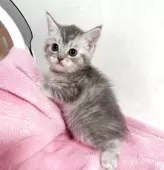 マンチカン(長足)【埼玉県・女の子・2025年9月15日・ブルートービー】の写真2